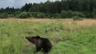 Big Bear Hunting Hovering Drone