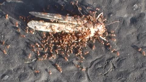 Ants eating a gras hopper.