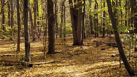 4k hd peaceful video of fall colors while on nature walk.