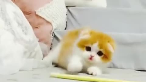 TRY NOT TO LAUGH! Funny cat videos