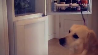 Inteligente perro toma una cerveza de la heladera y recuerda cerrar la puerta