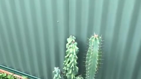 Day time Peruvian Apple Cacti flower