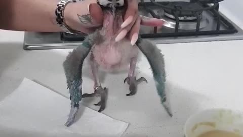 Baby parrot gets overly excited for feeding routine