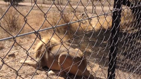 Feeding A Hungry Lion | Kevin Richardson Lion Whisperer | South Africa