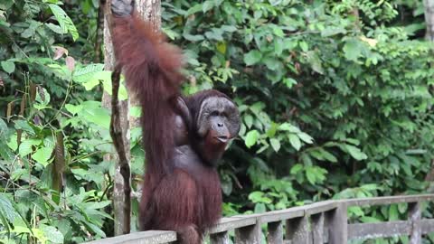 Borneo Native Orangutan - So Adorable!!!!!!!!!