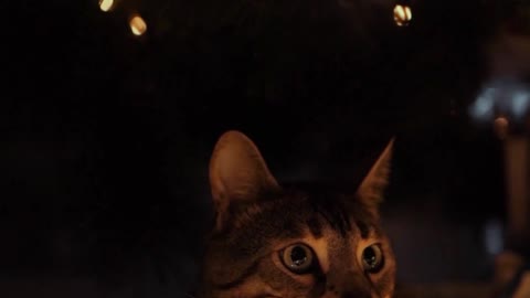 holiday tree christmas xmas funny cat