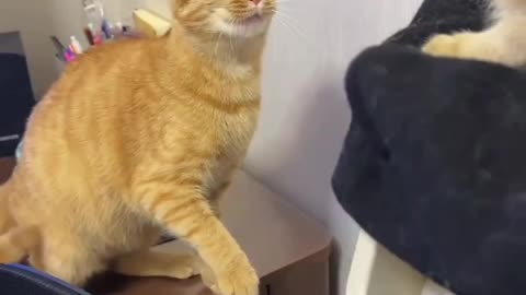 Funny cat video