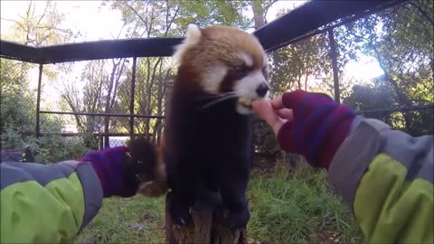 Adorable Red Panda - CUTEST Compilation