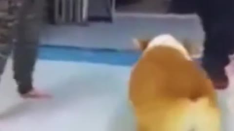 Please control your laughter in this funny Corgi video