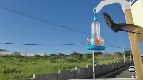 Scissor hummingbird in slow motion