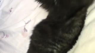 Black cat playing with toy monkey