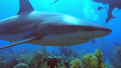 Excited sharks gather to get a handout from scuba divers