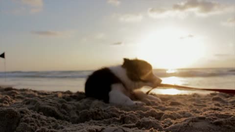 Dog on the beach with very beautiful sun fall