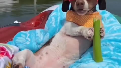 Funniest & Cutest Labrador Puppies - Funny Puppy Videos 2022