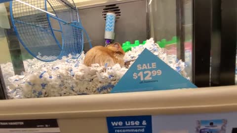 EXPLORING PETSMART ! ANIMAL FRIENDS EVERYWHERE! UNBELIEVABLE