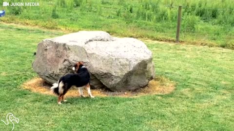 Bird Can't Stop Chasing Dog