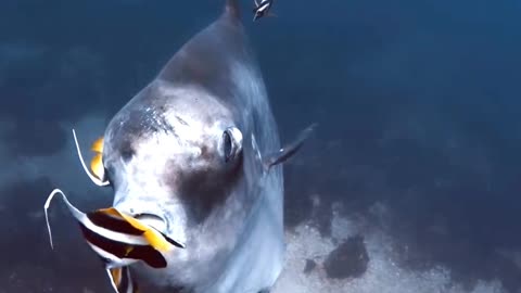 Satisfying Ocean Sunfish ASMR That Makes You Calm Original Satisfying Videos PART - 24