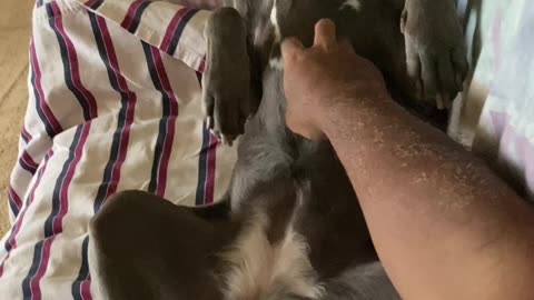 Dog love rubs