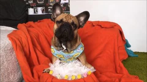 Heart Touching French Bulldog Makes You CRY!!!