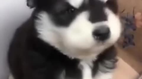 Baby dog howling