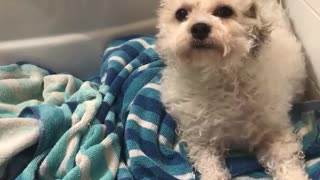 White dog sitting on blue towel being blow dried