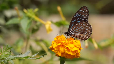 Butterfly Botany Flower 1