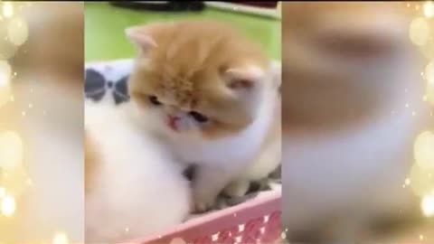 Funny CATS | CATS DOMINATING THE INTERNET