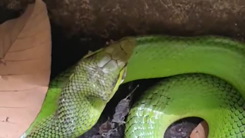 Snake enjoying its meal😮🐍