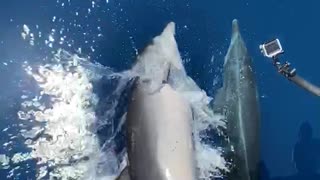 These crazy dolphins ride alongside speeding boat for the camera