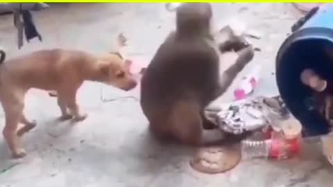 The WWE between a Dog and a Monkey😂😂😂