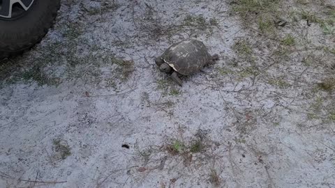 Gopher Tortoise say GTFO of the way. Going to find a girlfriend