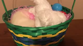 Adorable ferrets and their Easter basket