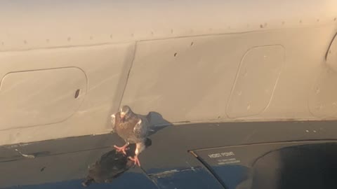Pigeon Holds onto Plane Wing During Takeoff