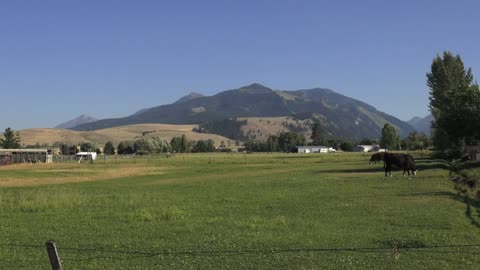 Oregon landscape with cow grazing en route Pendleton