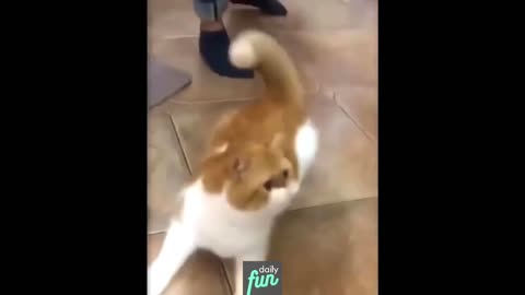 Funny Cat - Daily Fun