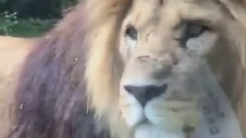 Tree Fight ! Angry Lion Destroys Pack Of Evil Baboons To Rescue Lion