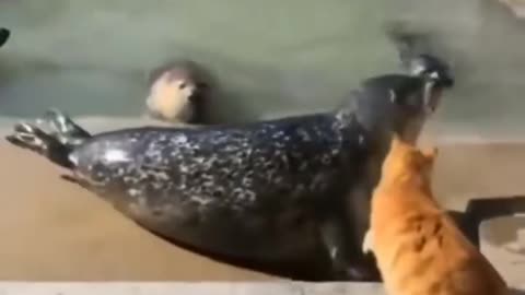 Very Rude kitty Slaps a Loudmouth #funny,#funnyanimals