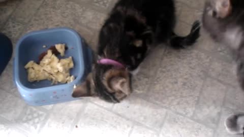 Meatball my growling then Kitten protecting her food