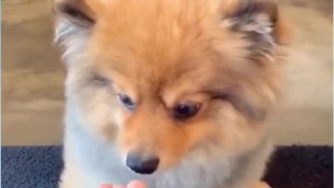 Cute Pets-Doggo Being Tricked.
