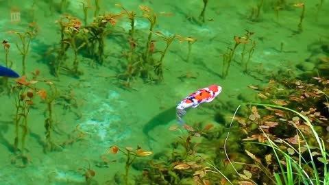 Golden fish in a very pure lake.