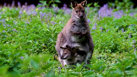 No Copyright Videos -Kangaroo - Free Video Footage of Kangaroo with Baby Content -No Copyright Zone
