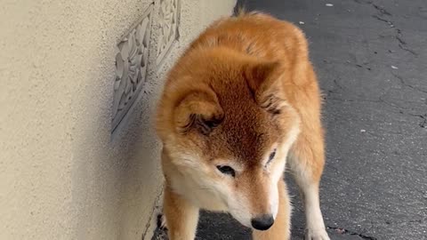 Blind and Deaf Shiba Inu Finds Comfort in Warm Air Vent