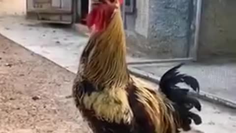 A cock voice crooked