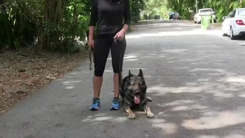 How to train dog to become aggressive by using few tips and tricks