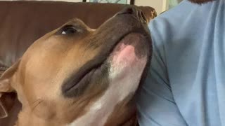 Sweet Pitbull Mimics Owner Sticking Tongue Out