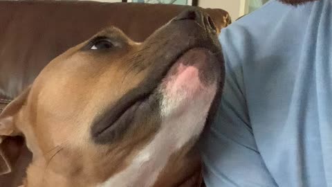 Sweet Pitbull Mimics Owner Sticking Tongue Out