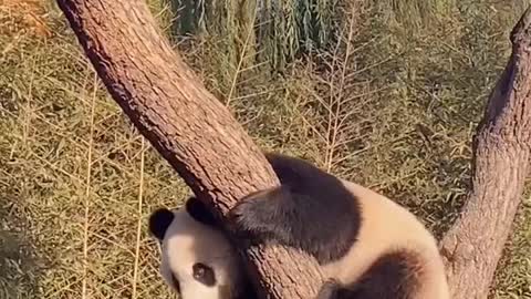 How do pandas get down from trees