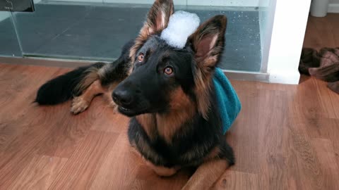 Gorgeous puppy has bubble hat ready for her bath