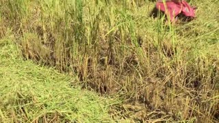 Farmers harvest rice Then meet big snake //Python