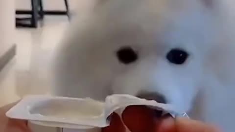 Cute doggy loves to eat ..awww so cute!